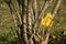 autumn park a lone yellow maple leaf entangled among the branches of a naked crumbling bush