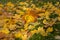 autumn park, on the maple leaves of fallen on green grass lies h