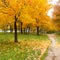 Autumn in the park. Maple trees with yellow leaves near path, fall landscape with maple tree