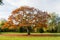 Autumn in a park with a Nice coloured tree