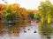 Autumn park. people boating on the pond where ducks swim on the background of beautiful colorful trees. Russia, Saratov- October,