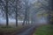 Autumn park. Scenic autumn morning landscape. Maple trees