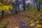 Autumn park. Scenic autumn morning landscape. Maple trees