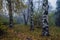 Autumn park. Scenic autumn morning landscape. Maple trees