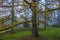 Autumn park. Scenic autumn morning landscape. Maple trees