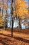 Autumn park in September on a bright warm day, a path with red leaves. Beautiful bright landscape in the park, seasons, golden