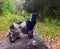 Autumn. Park. On the stone stands English Cocker Spaniel. The color is blue roan with tan