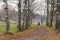 Autumn park view, birch tree alley