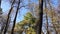 Autumn park view. Trees with yellow and green foliage. Sunny weather.