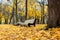 Autumn park with white benches and bright yellow fallen leaves. Morning landscape without people