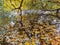 Autumn in the park. Willow with yellowing and falling leaves, bent over a pond in which ducks and maple leaves swim