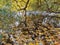 Autumn in the park. Willow with yellowing and falling leaves, bent over a pond in which ducks and maple leaves swim