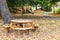 Autumn in park with wooden table and benches, path and playground. Trees with fallen colored leaves on the ground during fall