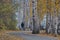 Autumn park with yellow foliage and a lonely walker.