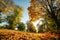 Autumn park with yellow trees and sunny day.