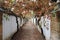 Autumn passage with dry autumn leaves on the ground