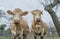 Autumn pasture. Two young cows staring at the camera