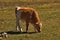 Autumn pastures of the Altai Mountains