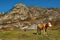 Autumn pastures of the Altai Mountains