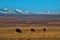 Autumn pastures of the Altai Mountains