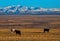 Autumn pastures of the Altai Mountains