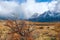 Autumn in Patagonia. Torres del Paine National Park Chile