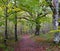 Autumn on the path of ancient oaks in the Sakana Valley, Navarra