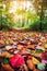 Autumn path with colorful leaves in the woods