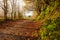 Autumn Pathway. Landscape with the autumnal forest.