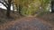 Autumn pathway surrounded by brilliant red and yellow maple trees, birches or beech trees. Alley straight road