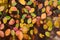 Autumn pattern with red, green, and yellow leaves