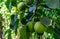 Autumn pears. Ripe pears on a branch of a tree with green leaves.