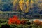 Autumn in the peat bogs of Lake Iseo, Italy