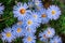 Autumn perennial aster blue on a green background