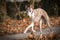 Autumn photo of running whippet