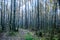 autumn photo, trees without leaves, late autumn in the forest