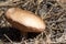 Autumn photography, Mushrooms Latin Fungi or Mycota is a realm of wildlife, uniting eukaryotic organisms that combine some of the