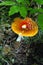 Autumn photography, Mushrooms Latin Fungi or Mycota is a realm of wildlife, uniting eukaryotic organisms that combine some of the