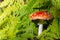 Autumn photography, Mushrooms Latin Fungi or Mycota is a realm of wildlife, uniting eukaryotic organisms that combine some of the