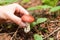 Autumn picking wild brown cap mushrooms in forest