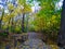 Autumn picture, wooden bridge in the forest. The beauty of autumn