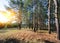 Autumn in a pine forest