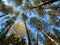 Autumn pine forest. Gold birch. Blue sky