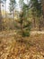 Autumn in a pine forest. A sick pine tree dressed up in golden autumn leaves. Nature in the vicinity of Petrovsk, Saratov region