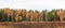 Autumn pine forest and yellow golden deciduous trees, panorama