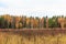 Autumn pine forest and yellow golden deciduous trees, panorama