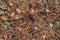 Autumn pinecones with colorful yellow red dry leaves and old pine tree needles on background