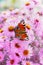 Autumn pink chrysanthemum or aster flowers background with beautiful european peacock butterfly