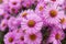 Autumn pink chrysanthemum or aster flowers meadow, floral background