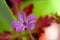 Autumn Pink Petal Geranium 03